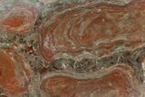 6.5" Polished Stromatolite (Acaciella) From Australia - 800 MYA - #130614-1